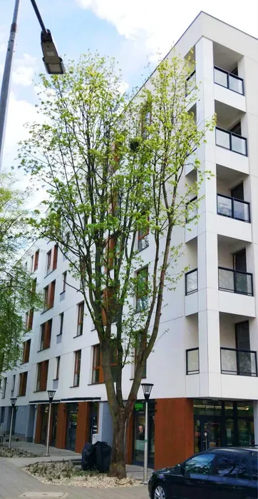 Bezpośrednio 43m 2 pokoje Przymorze/zaspa nowe - miniatura 5