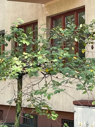 Saska Kępa | 55 m2 | 2p .| Kamienica | Solid S.,| po remoncie| Duża Loggia | Faktura Vat